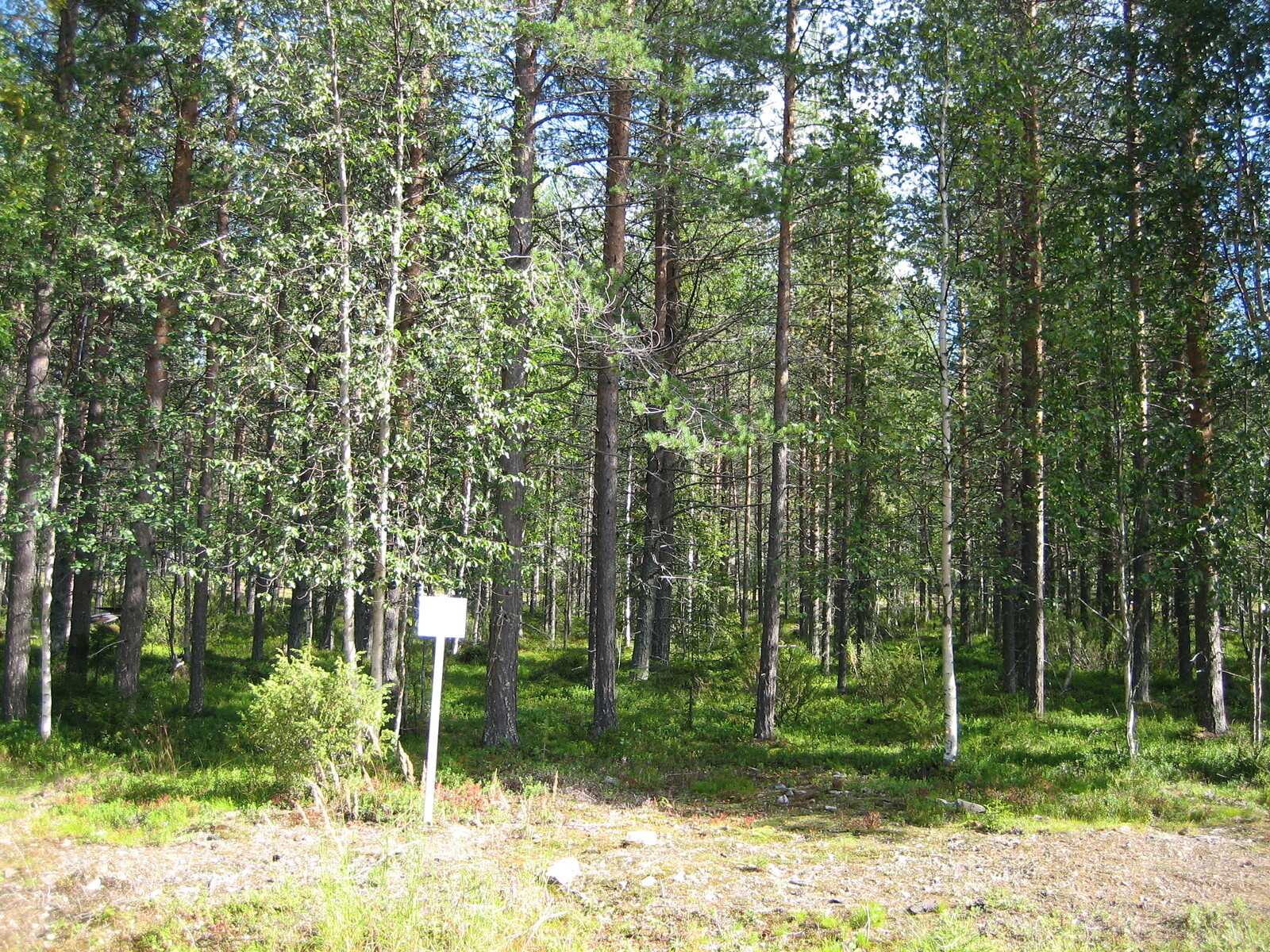 Mäntyvaltaisen sekametsä, etualalla on tonttitaulu ja tie.