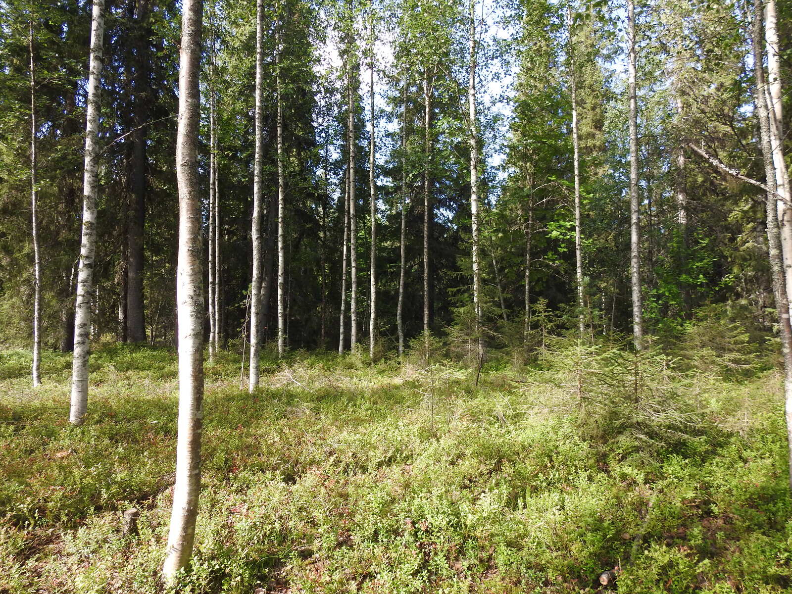 Kuvan etualalla kasvaa koivu, maapohjassa heinää ja varvikkoa.