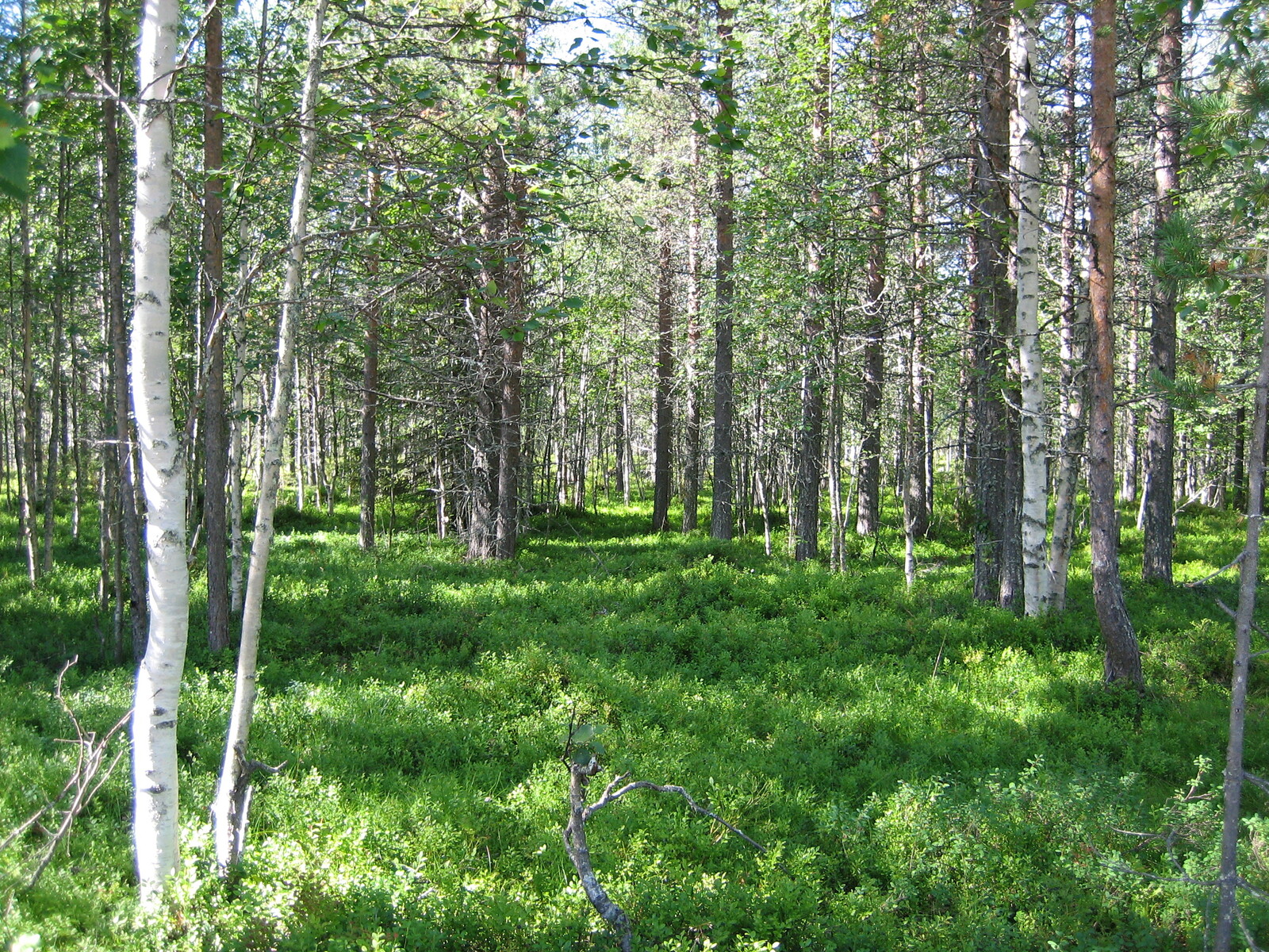 Kesäisessä sekametsässä kasvaa koivuja, kuusia, katajia ja mäntyjä.