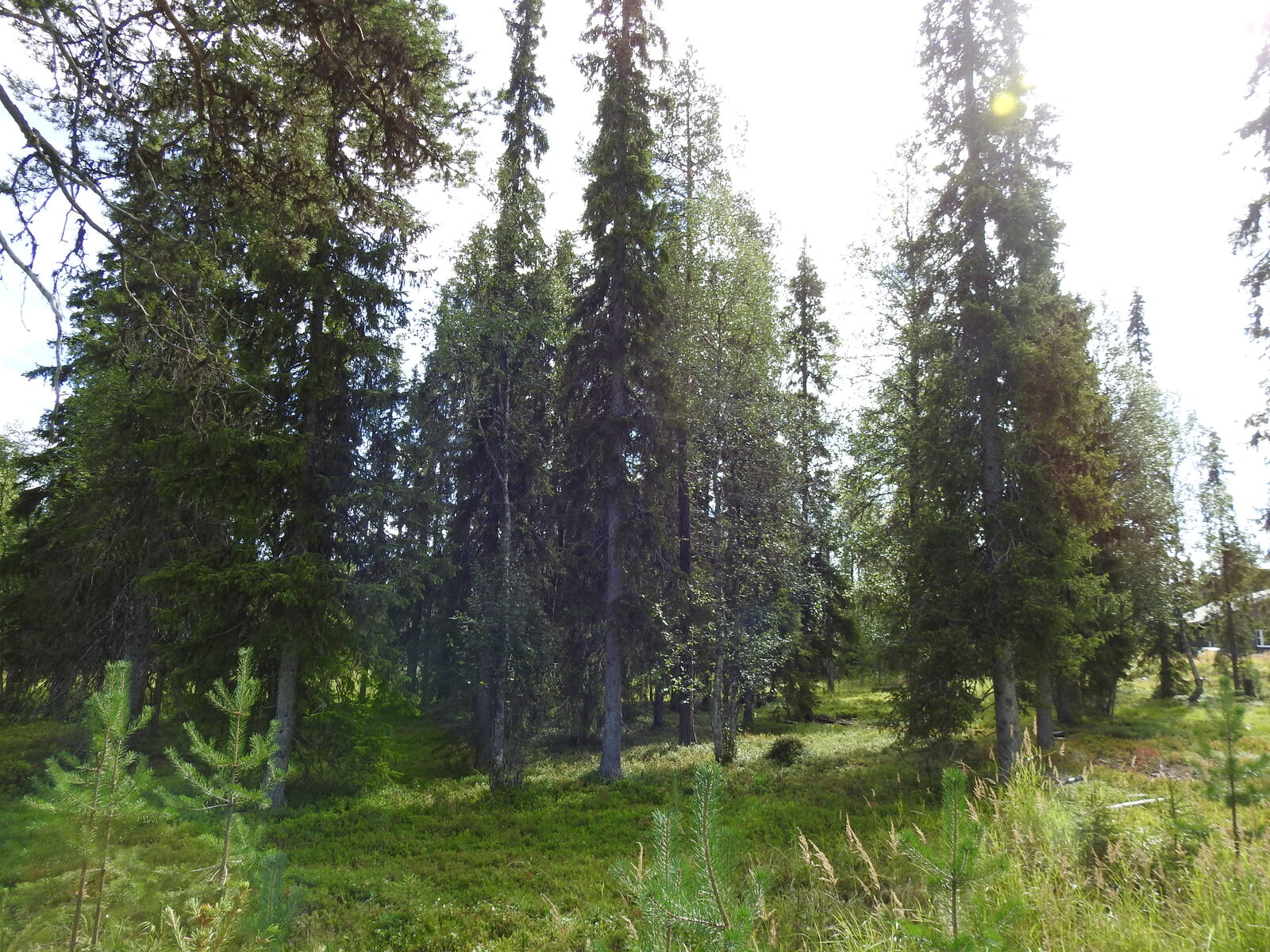 Kuva aurinkoisesta sekametsästä. Kuva on otettu Orresokkaan johtavalta tieltä.