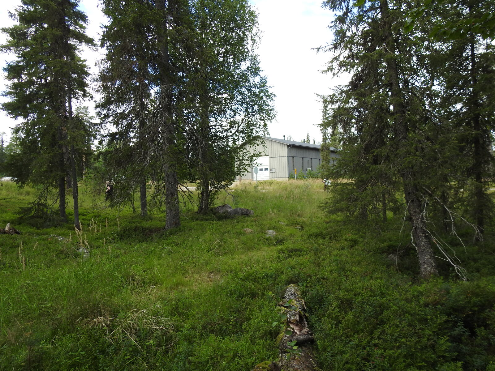 Kuvassa tontilla kasvavaa sekämetsää. Kuvan taka-alalla näkyy rakennus.