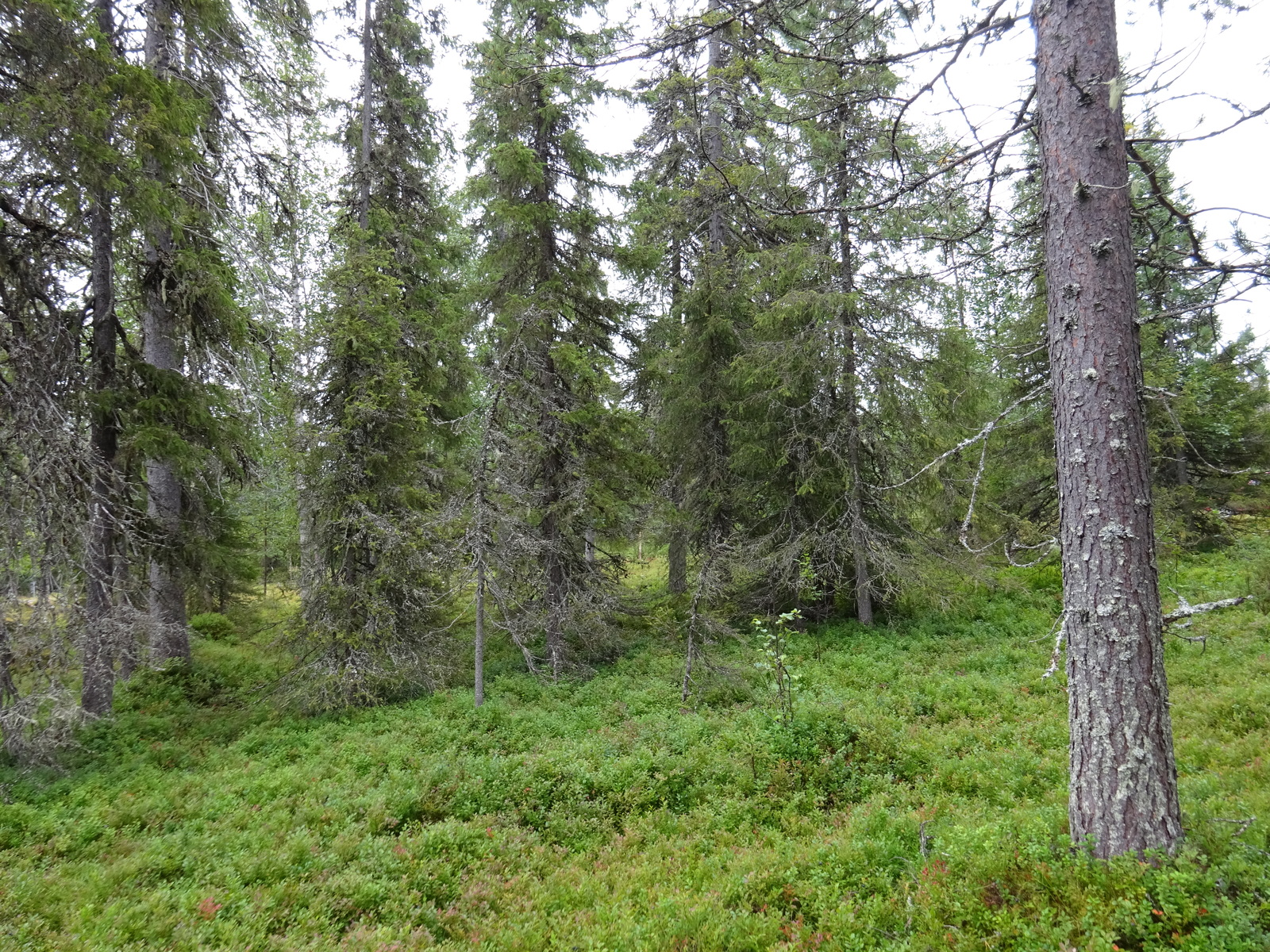 Vehreässä kuusivaltaisessa metsässä kasvaa runsaasti aluskasvillisuutta.