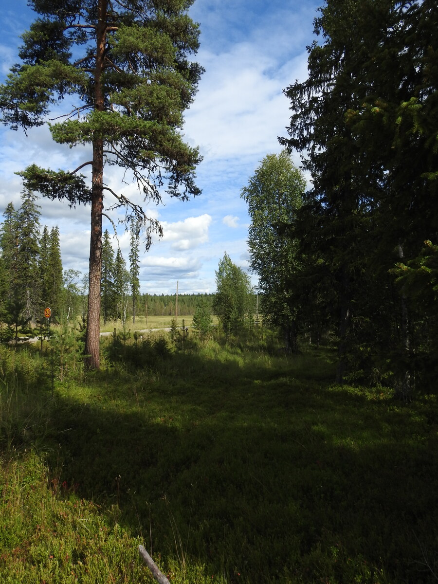 Kuva aurinkoisesta sekametsästä.