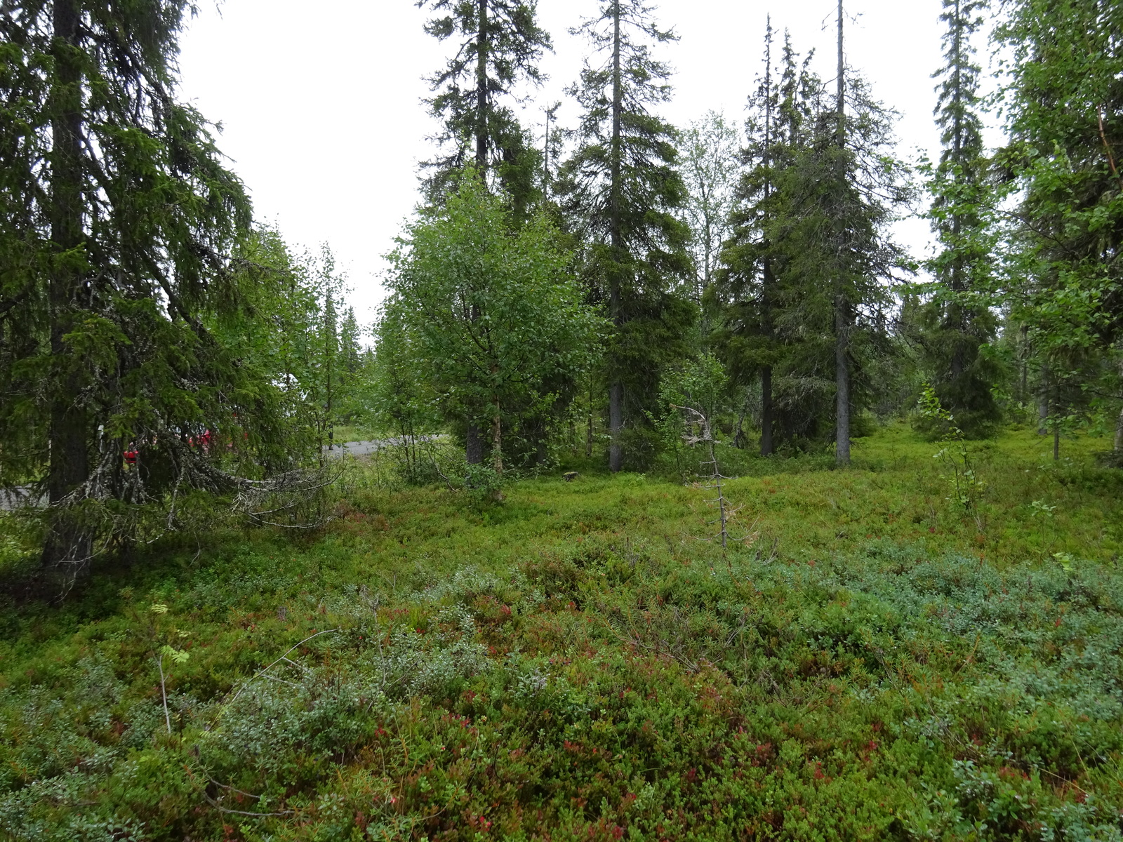 Kuusivaltaisen metsän kenttäkerroksessa kasvaa mustikkaa. Taka-alalla mutkittelee tie.