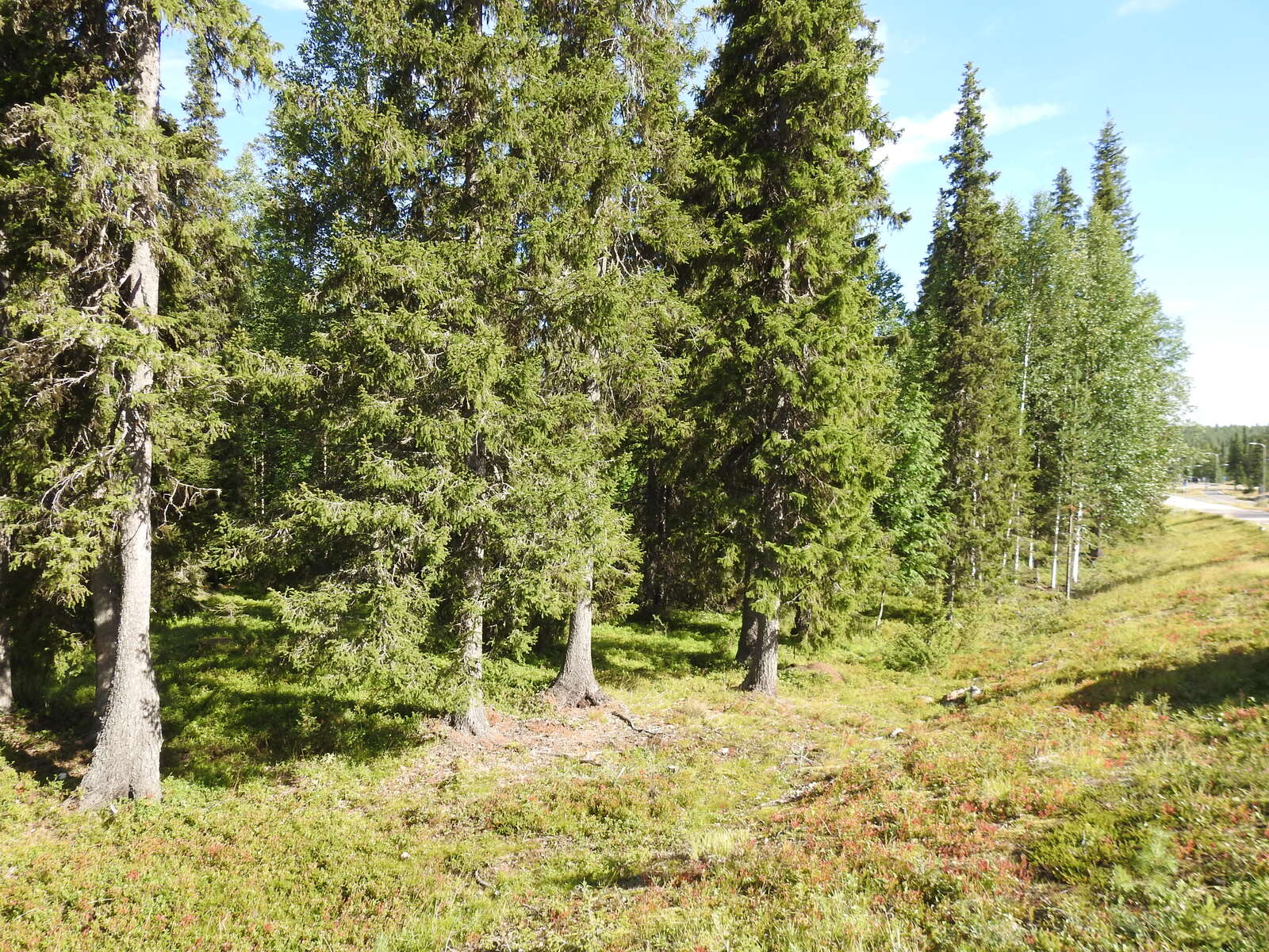 Kuva on otettu tontille johtavalta tieltä, tontin laidalla kasvaa kauniita tiheitä kuusia.