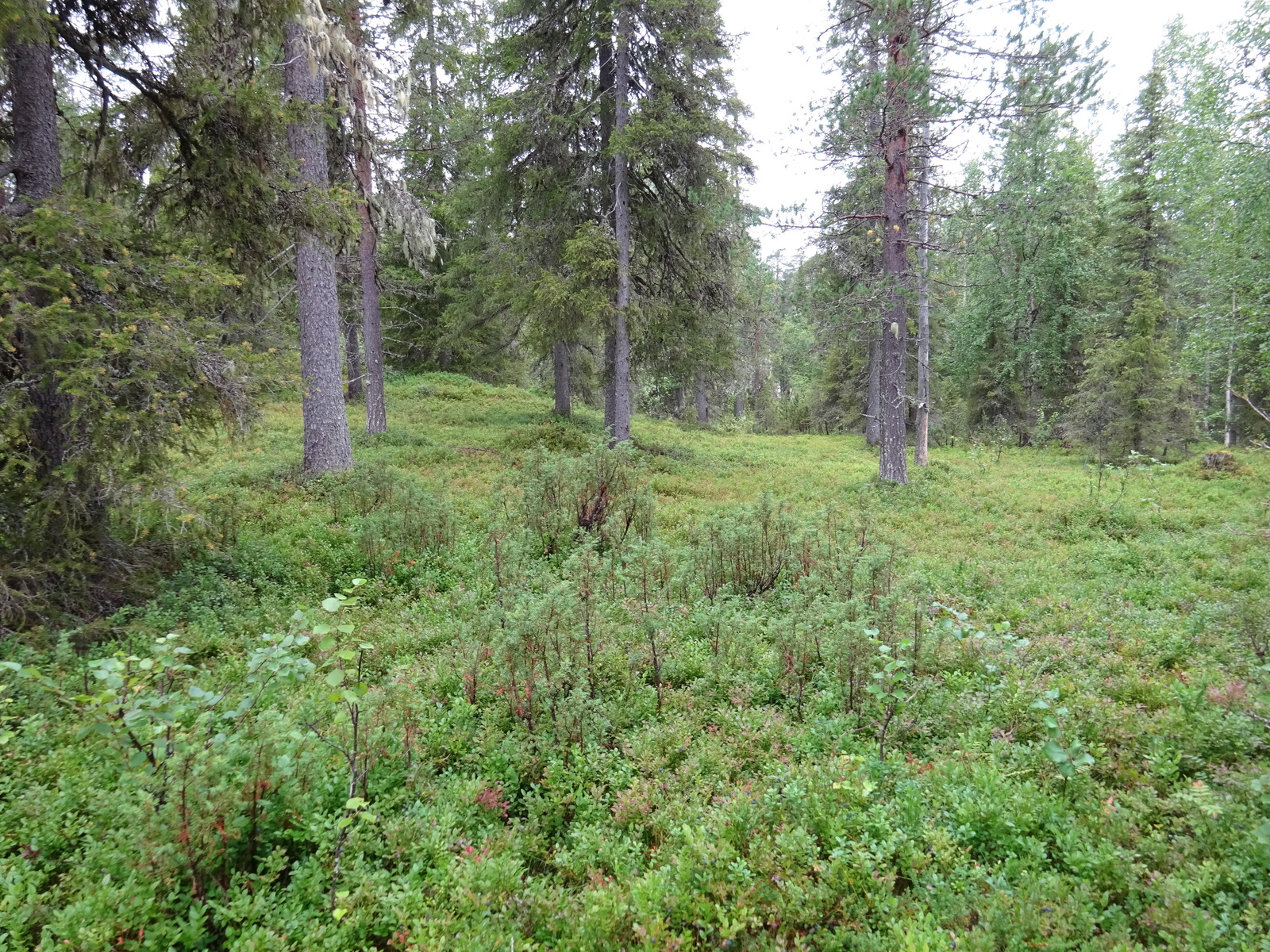 Vehreässä kuusivaltaisessa metsässä kasvaa runsaasti aluskasvillisuutta.