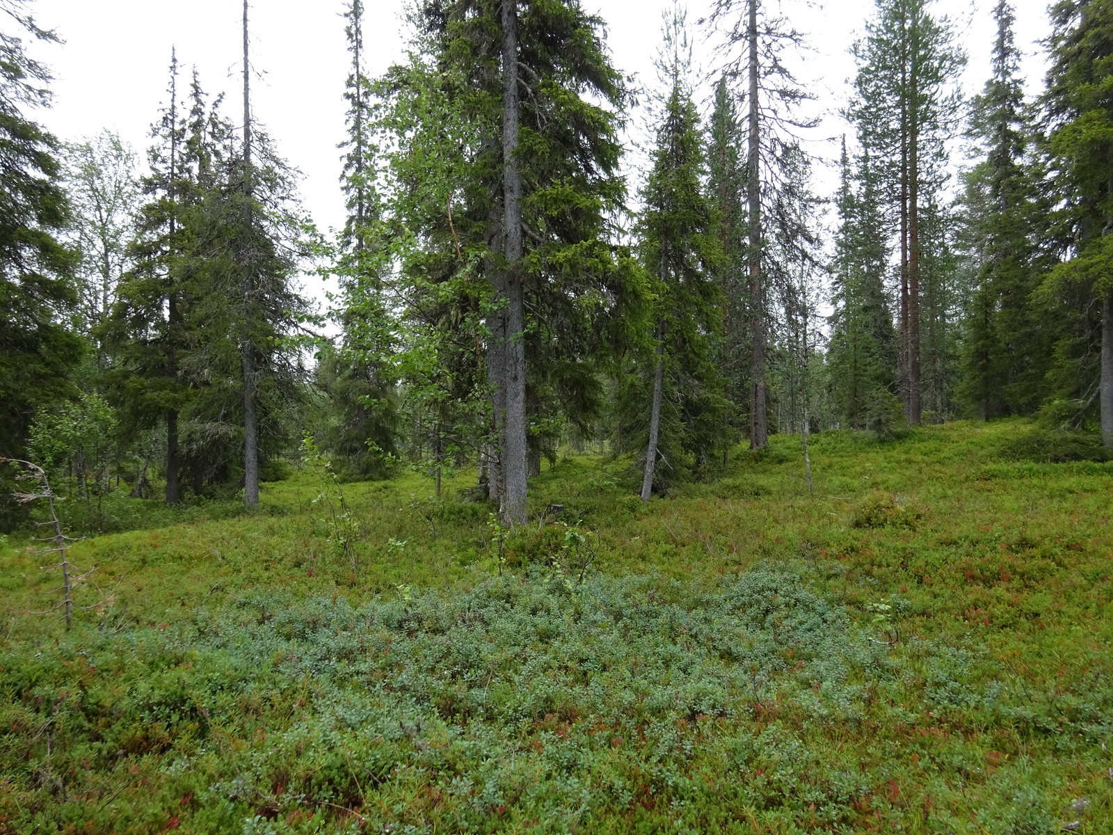 Kuusivaltaisen metsän kenttäkerroksessa kasvaa mustikanvarpuja.