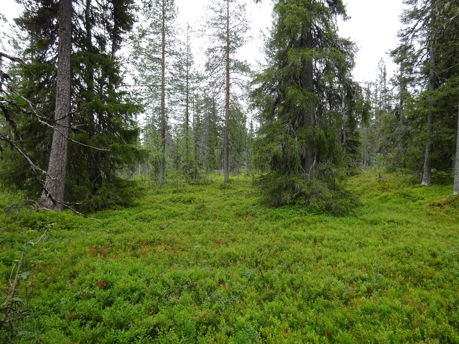 Kuusivaltaisen metsän kenttäkerroksessa kasvaa mustikanvarpuja.