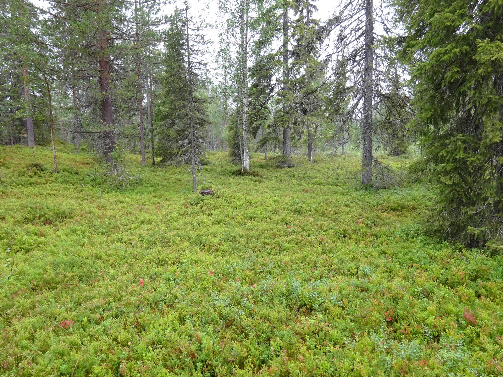 Kuusivaltaisen metsän kenttäkerroksessa kasvaa mustikanvarpuja.