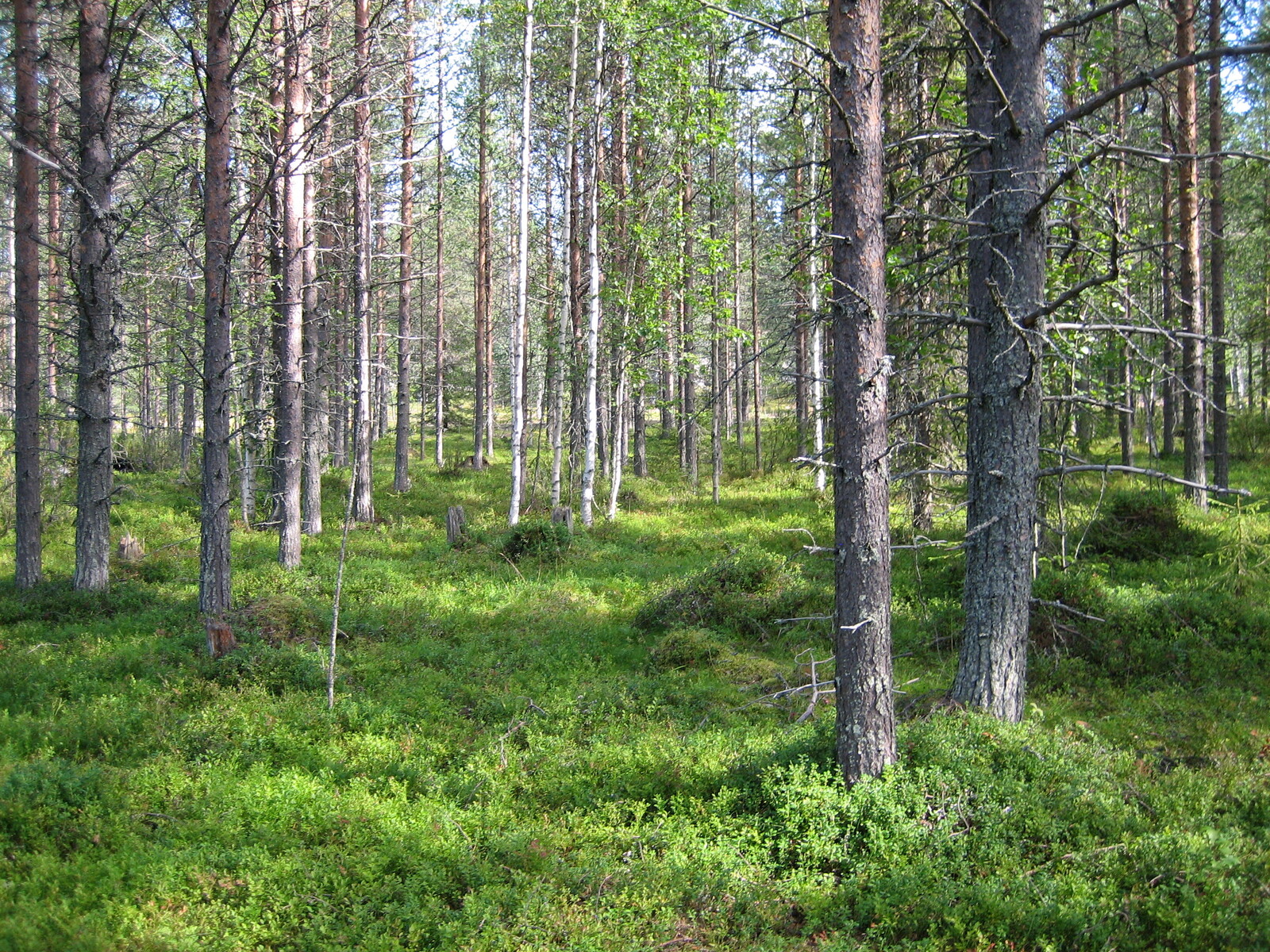 Mäntyvaltaisen metsän aluskasvillisuutena on runsaasti mustikan- ja puolukanvarpuja.