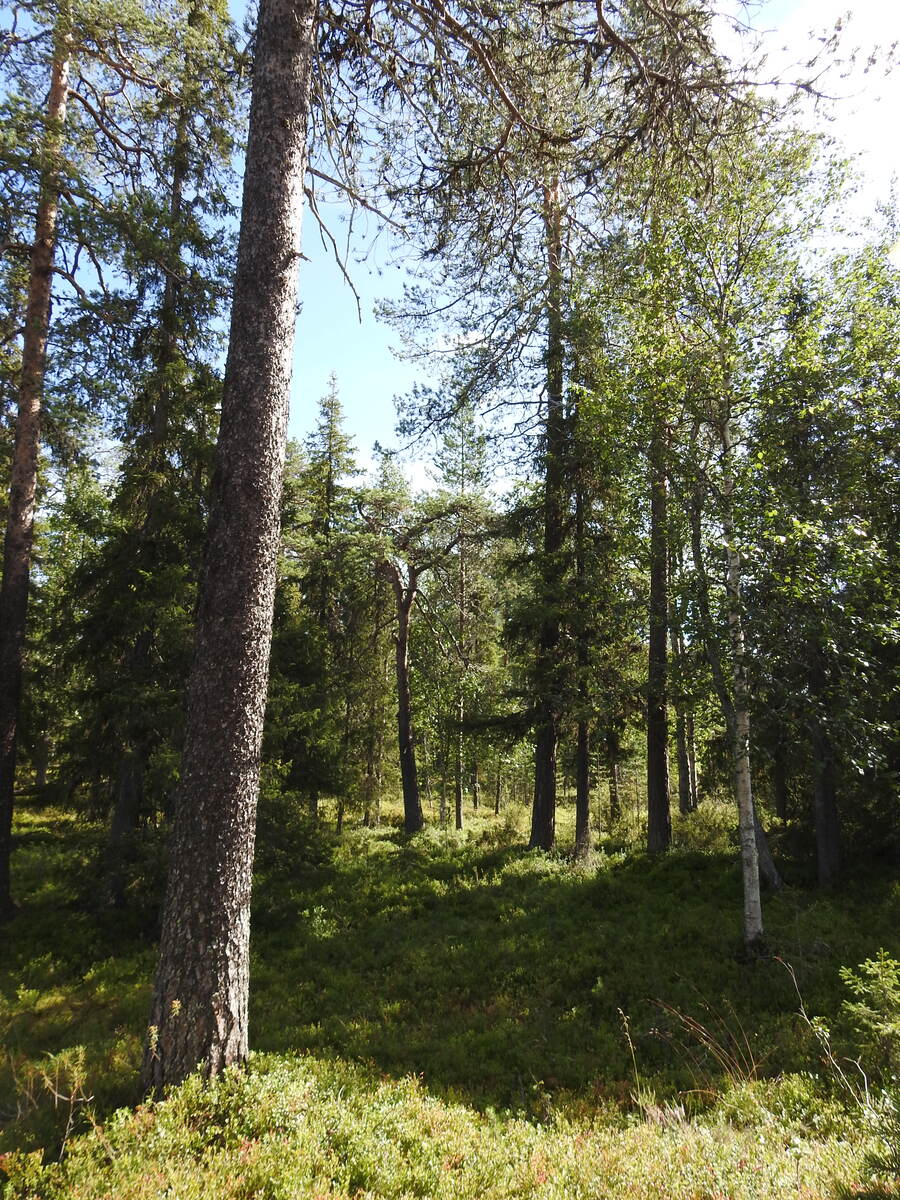 Kuva tontilla kasvavasta metsästä.