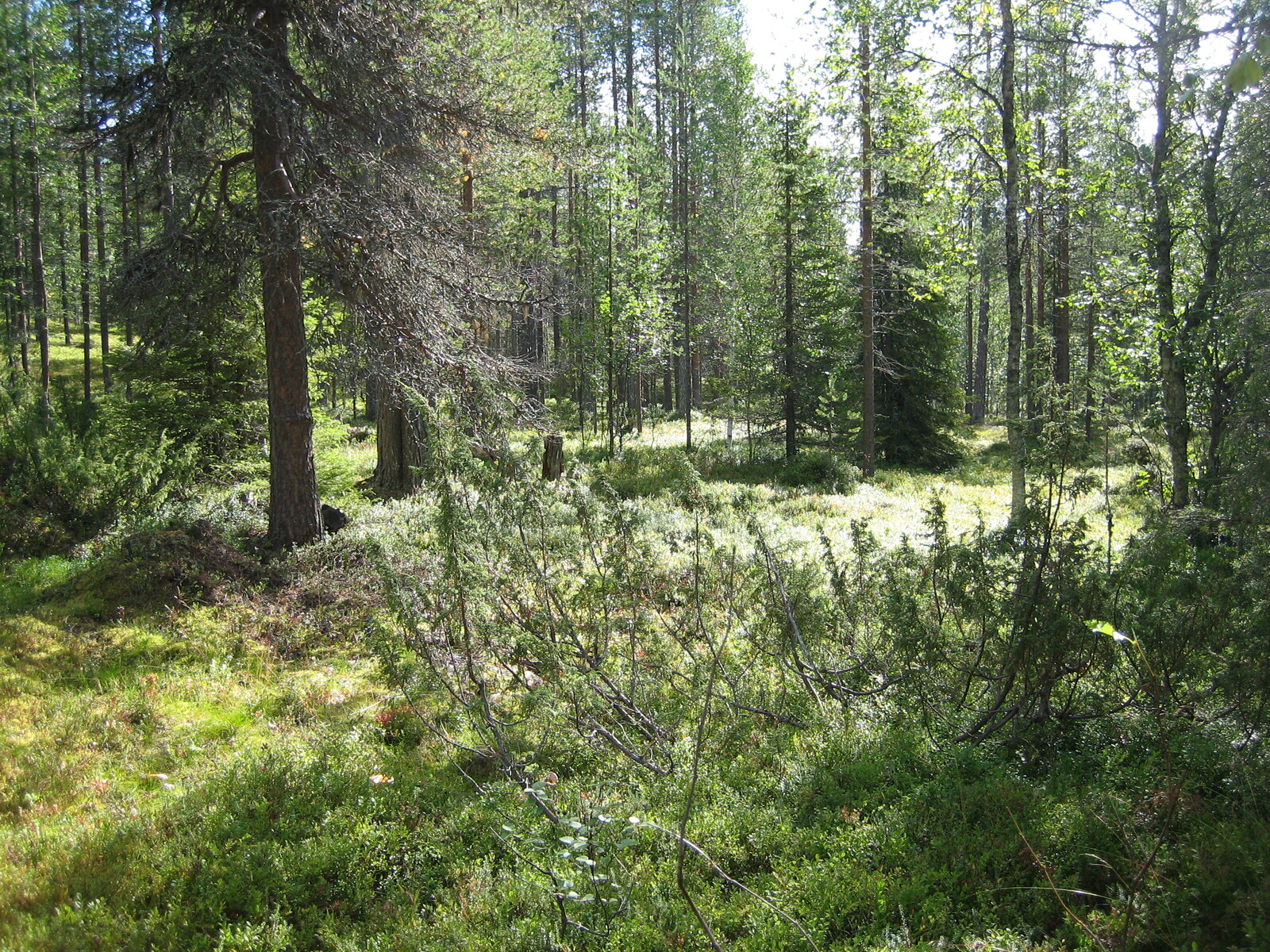 Kesäisessä sekametsässä kasvaa koivuja, kuusia ja mäntyjä. Etualalla kataja.