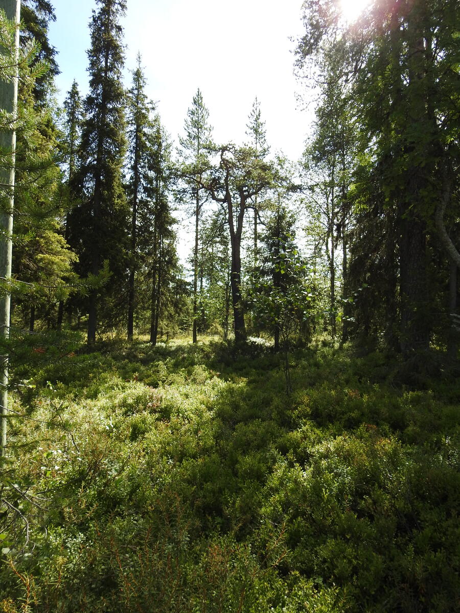 Kuva tontilla kasvavasta metsästä.