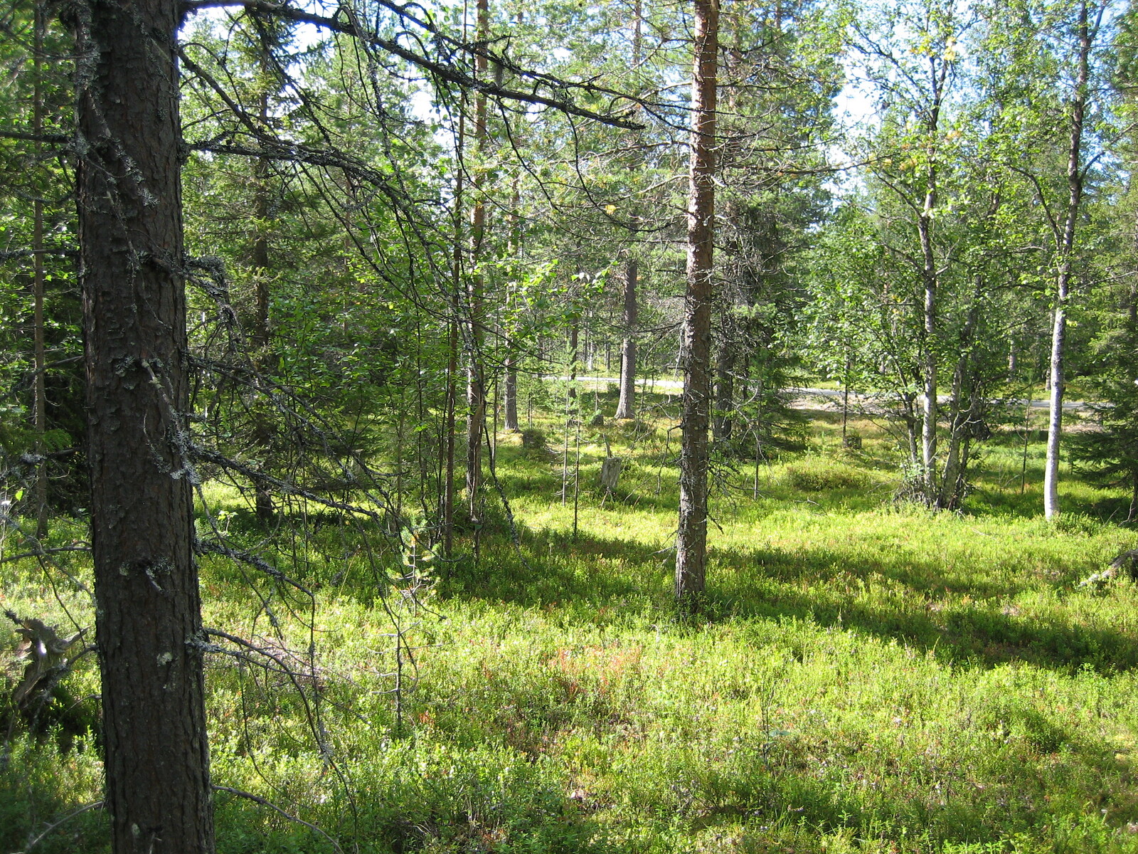 Kesäisessä sekametsässä kasvaa koivuja, kuusia ja mäntyjä. Kuvan oikeassa laidassa on puuton alue.