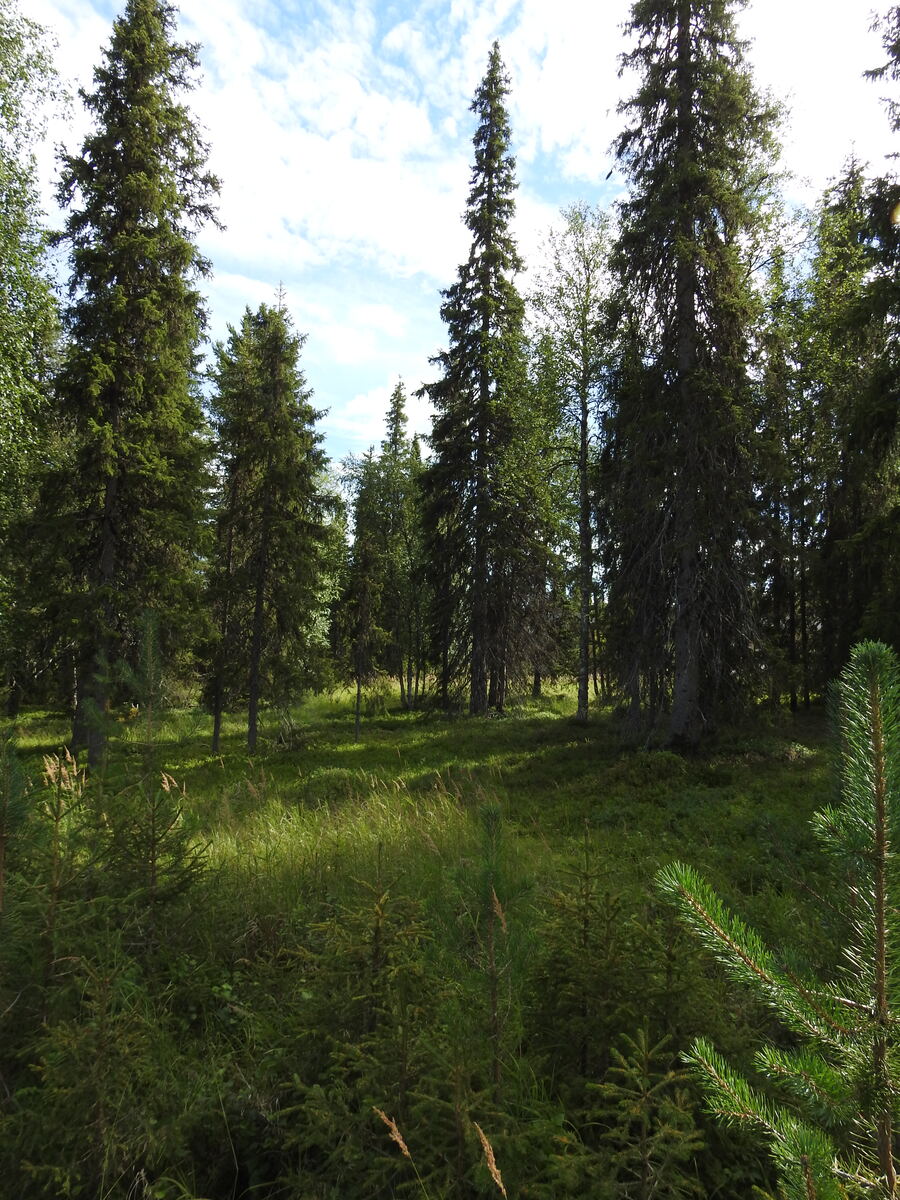 Aurinkoisen kuusikon etualalla kasvaa männyntaimia.