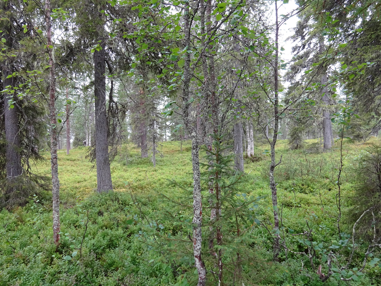 Kuusivaltaisen metsän kenttäkerroksessa kasvaa mustikanvarpuja.