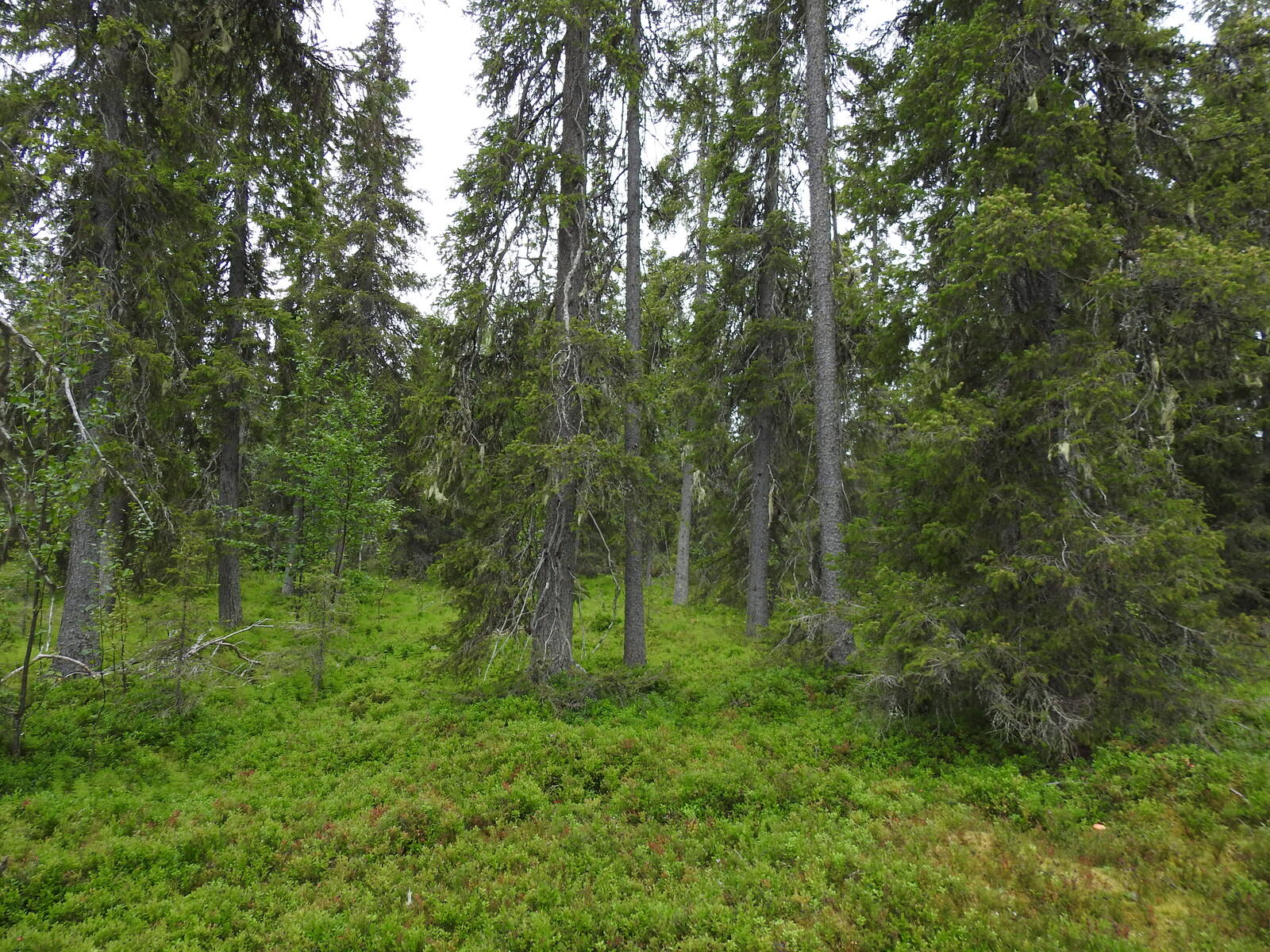 Kesäisessä metsässä kasvaa kuusikkoa. Kuvassa etualalla runsaasti varvikkoa.