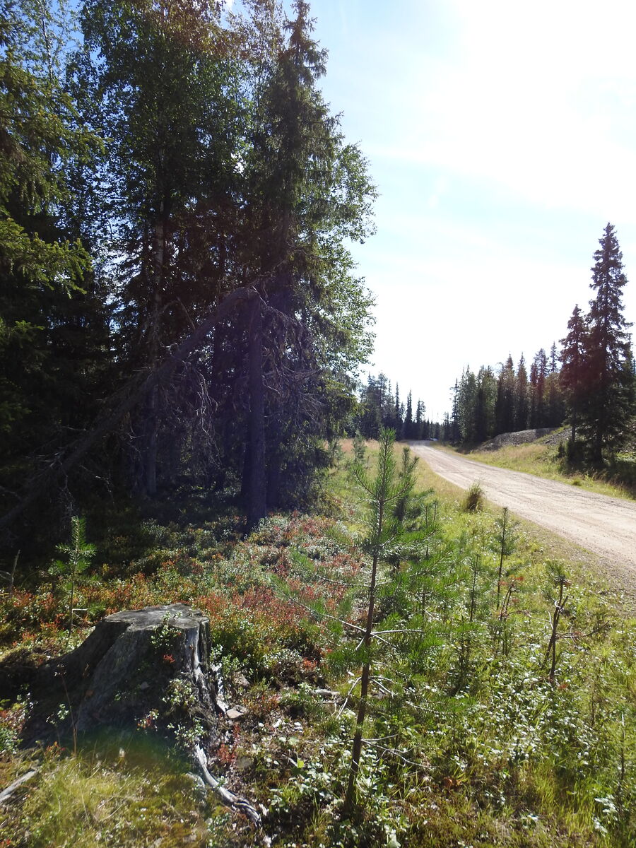 Kuva tontilla kasvavasta metsästä. Oikealla näkyy tontille johtava tie.