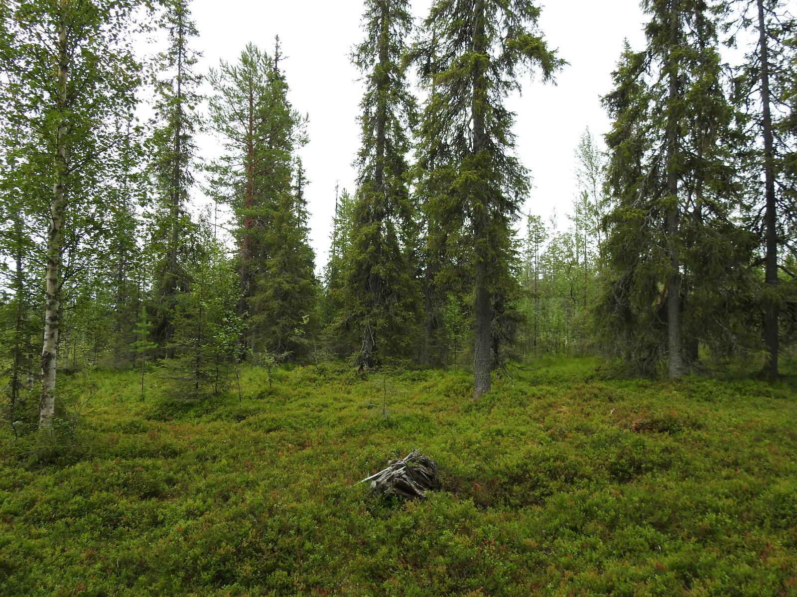 Kuvassa sekametsää sekä etualalla varvikkoa, jossa kasvaa mustikkaa ja puolukkaa.