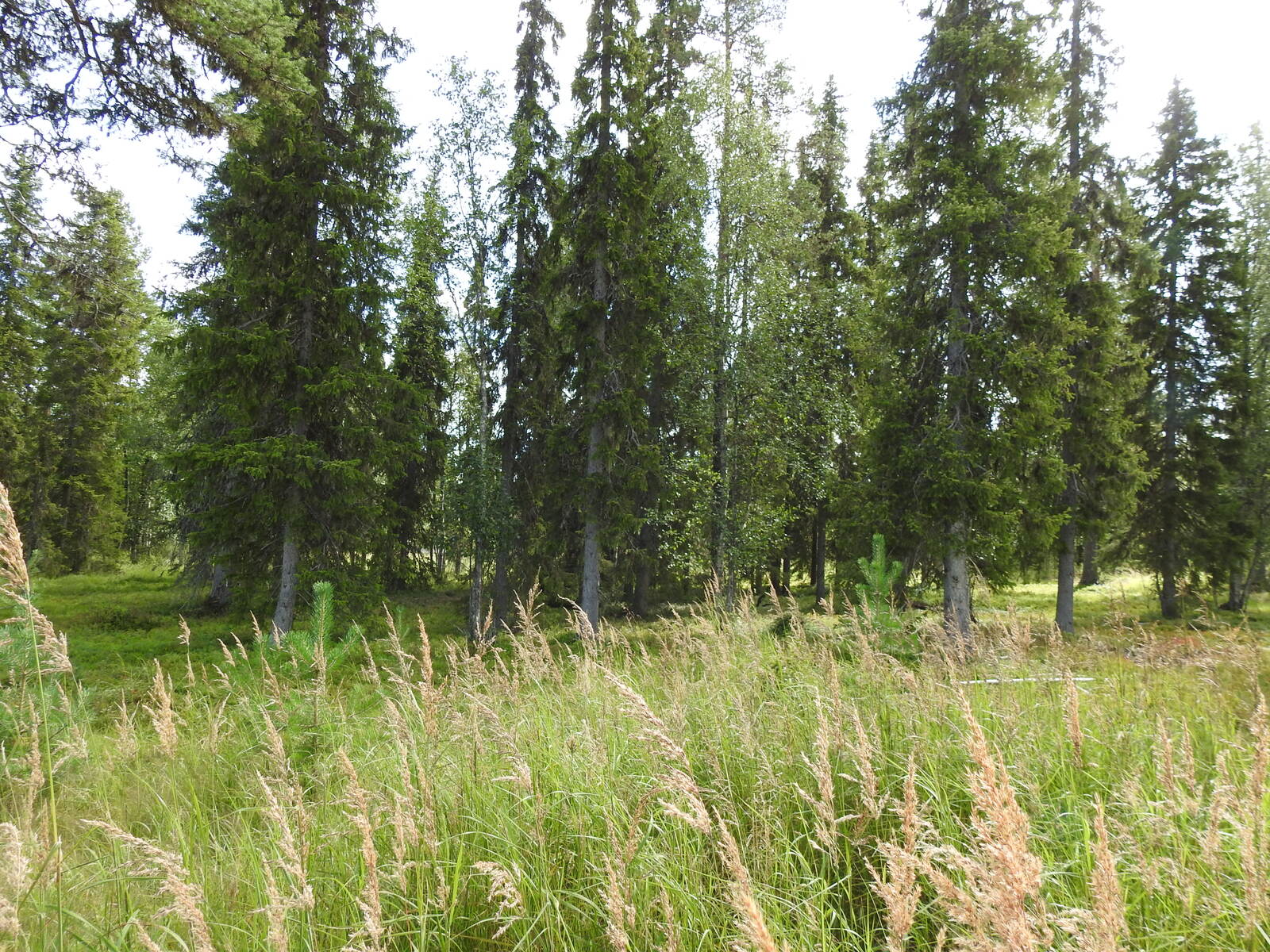 Kuva aurinkoisesta sekametsästä. Kuva on otettu Orresokkaan johtavalta tieltä.