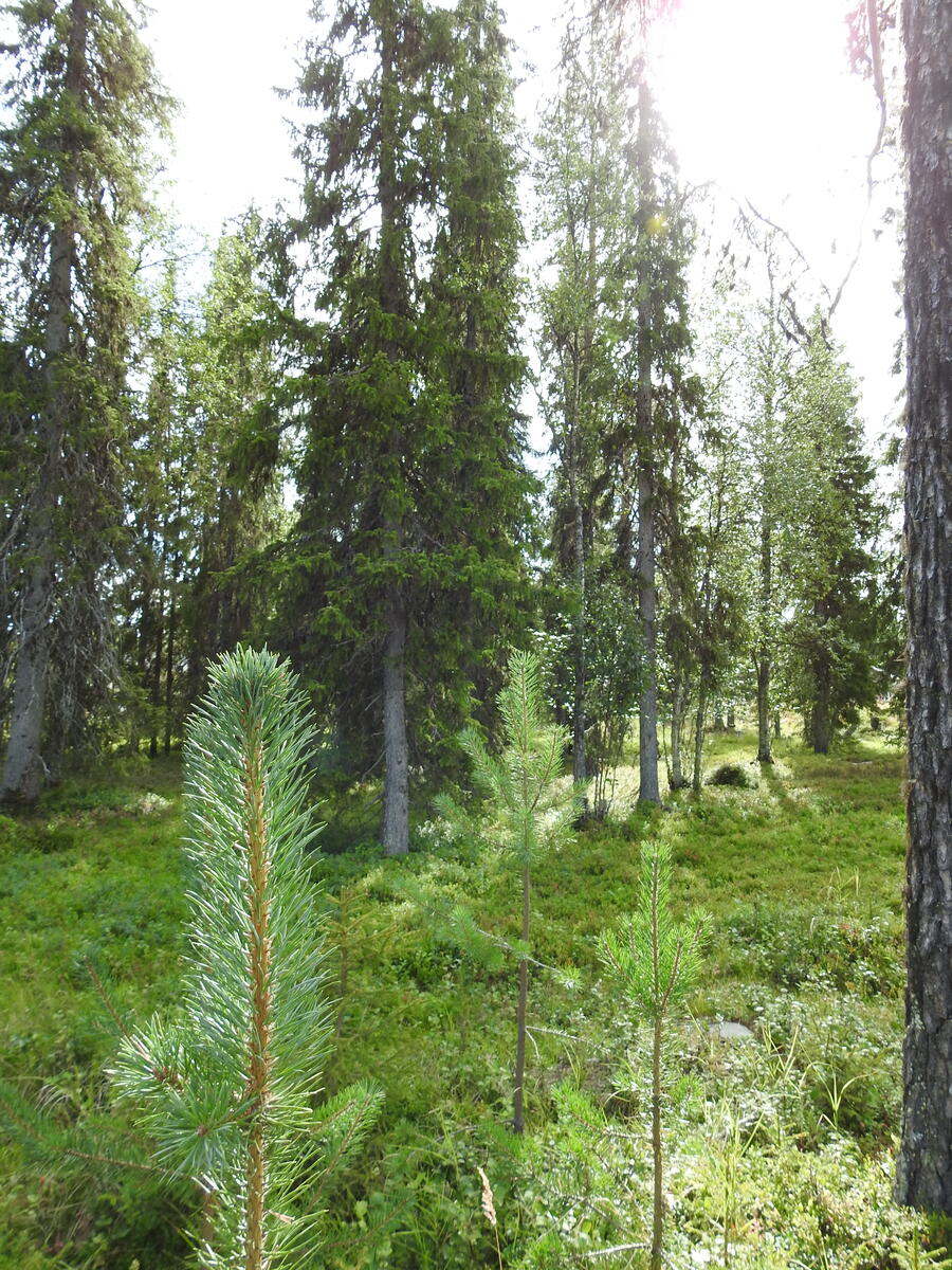 Aurinkoisen kuusikon etualalla kasvaa männyntaimia.