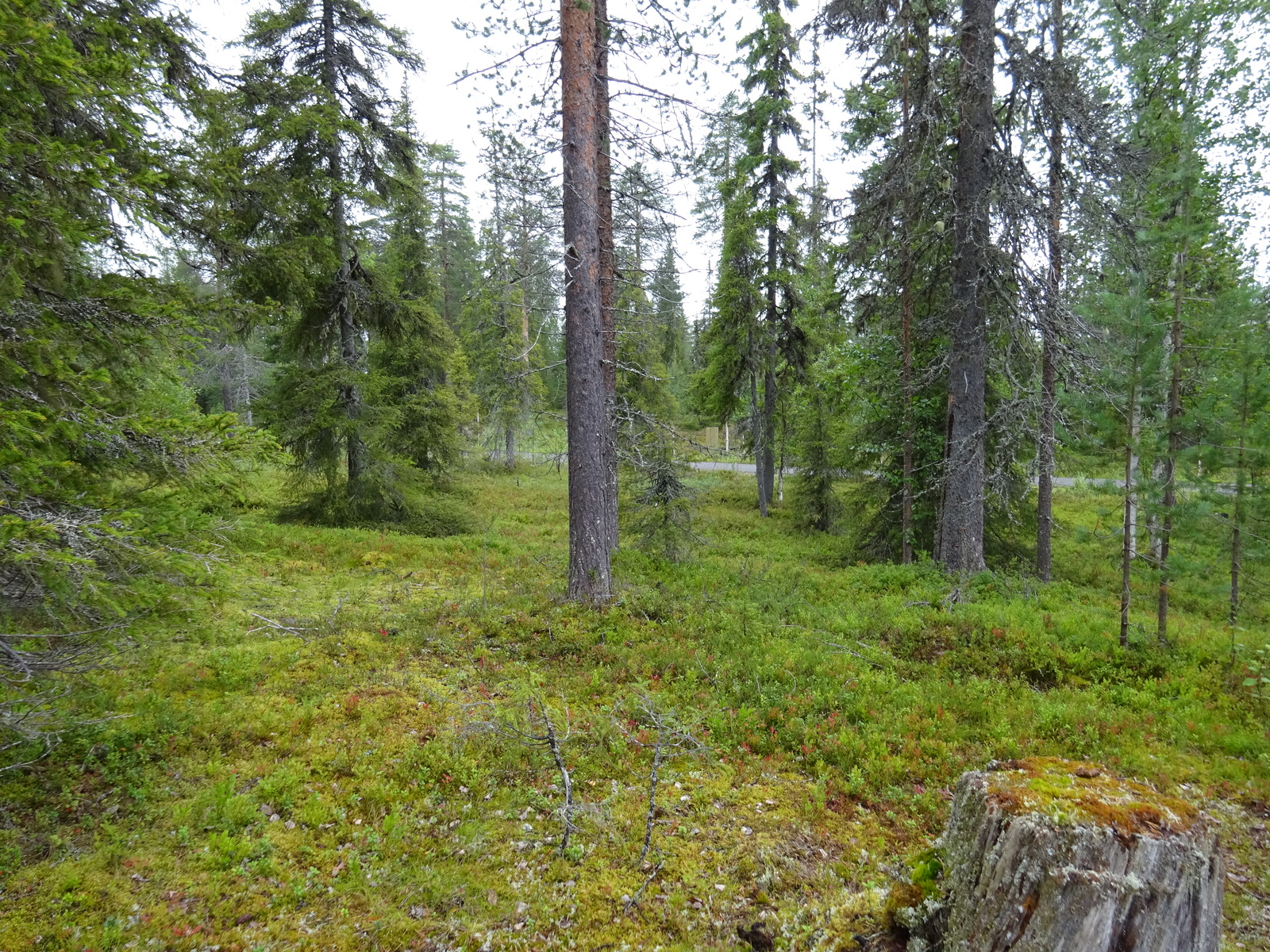 Kuusivaltaisen metsän kenttäkerroksessa kasvaa mustikkaa. Taka-alalla mutkittelee tie.