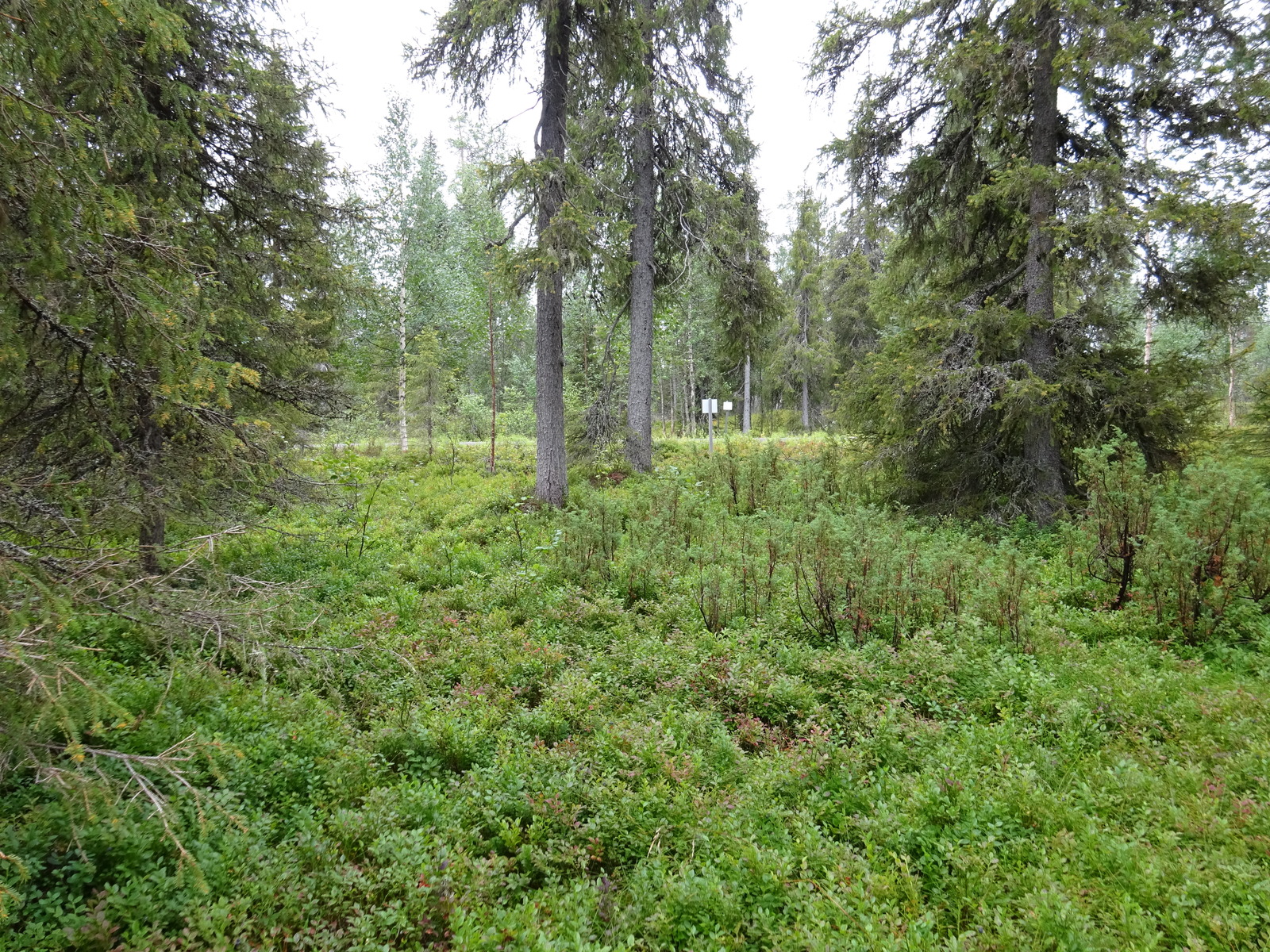 Vehreässä kuusivaltaisessa metsässä kasvaa runsaasti aluskasvillisuutta.