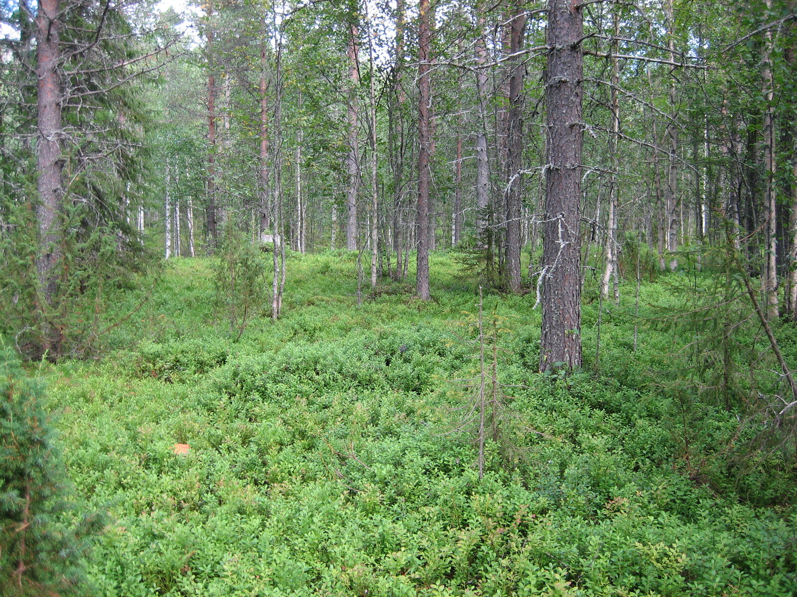 Kesäisessä sekametsässä kasvaa kuusia, mäntyjä, katajia ja koivuja.