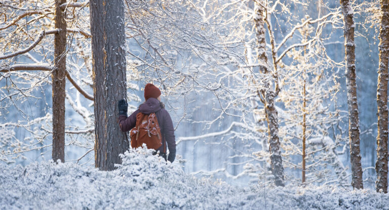 Retkeilijä nojaa mäntyyn talvisessa metsässä aurinkoisena päivänä.
