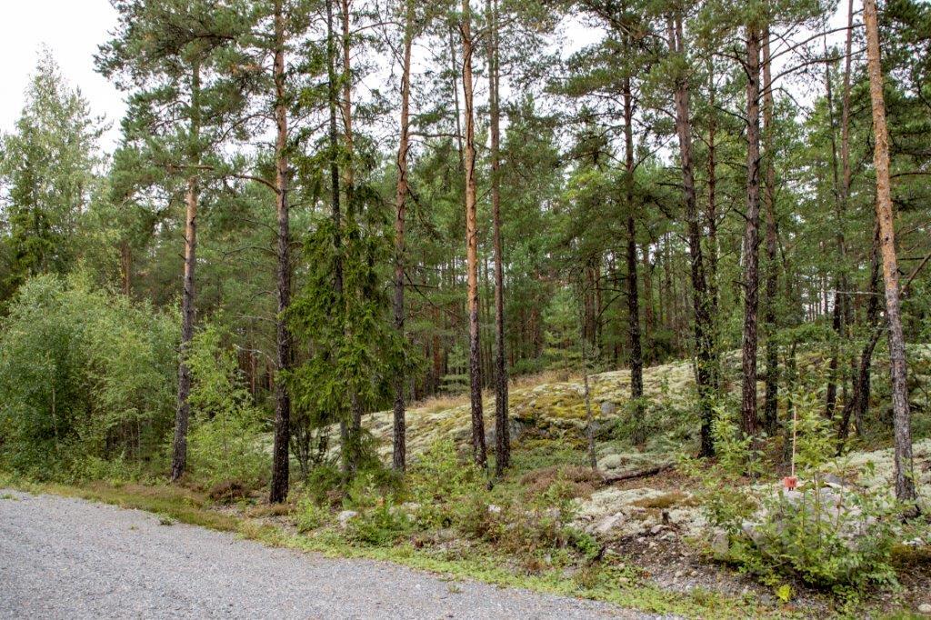 Soratien laidasta alkaa kumpuilevan kallioinen mäntymetsä.