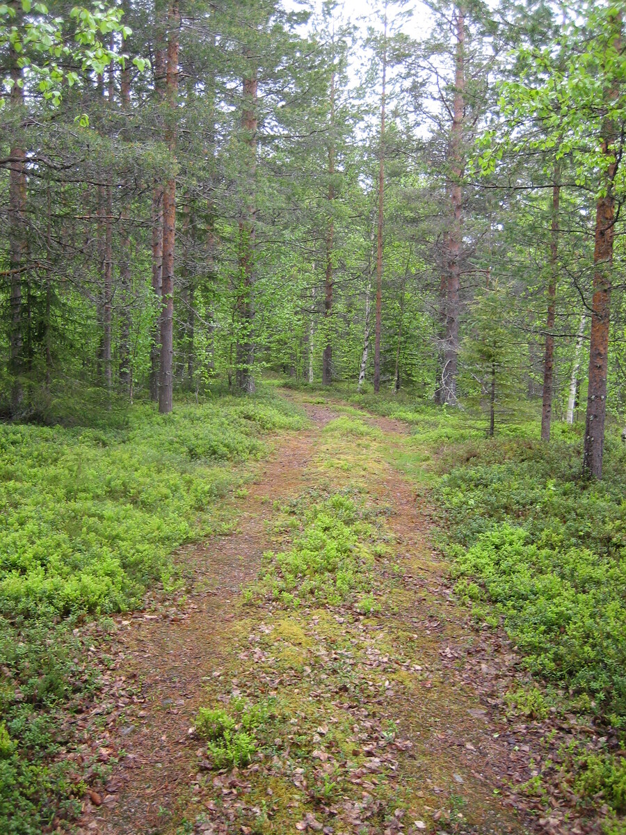 Kuvaa erämaisille tonteille johtavasta kevytrakenteisesta kesätiestä.