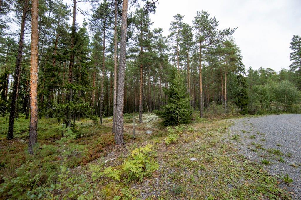 Soratien laidasta alkaa kumpuilevan kallioinen mäntymetsä.