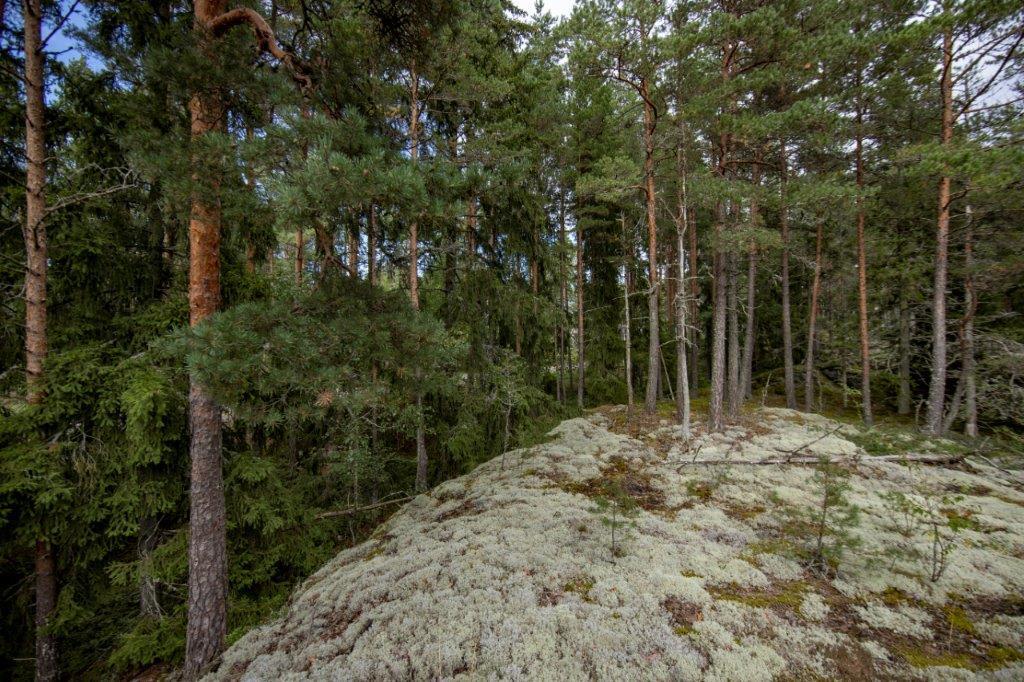 Kumpuilevan kallioinen mäntymetsä.