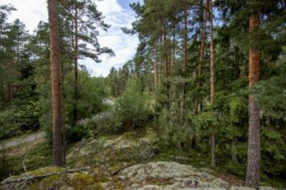 Kumpuilevan mäntymetsän takana kulkee soratie.