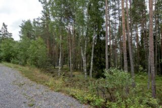 Soratien laidasta alkaa kumpuilevan kallioinen mäntymetsä.