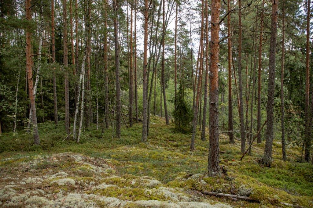 Kumpuilevan kallioinen mäntymetsä.