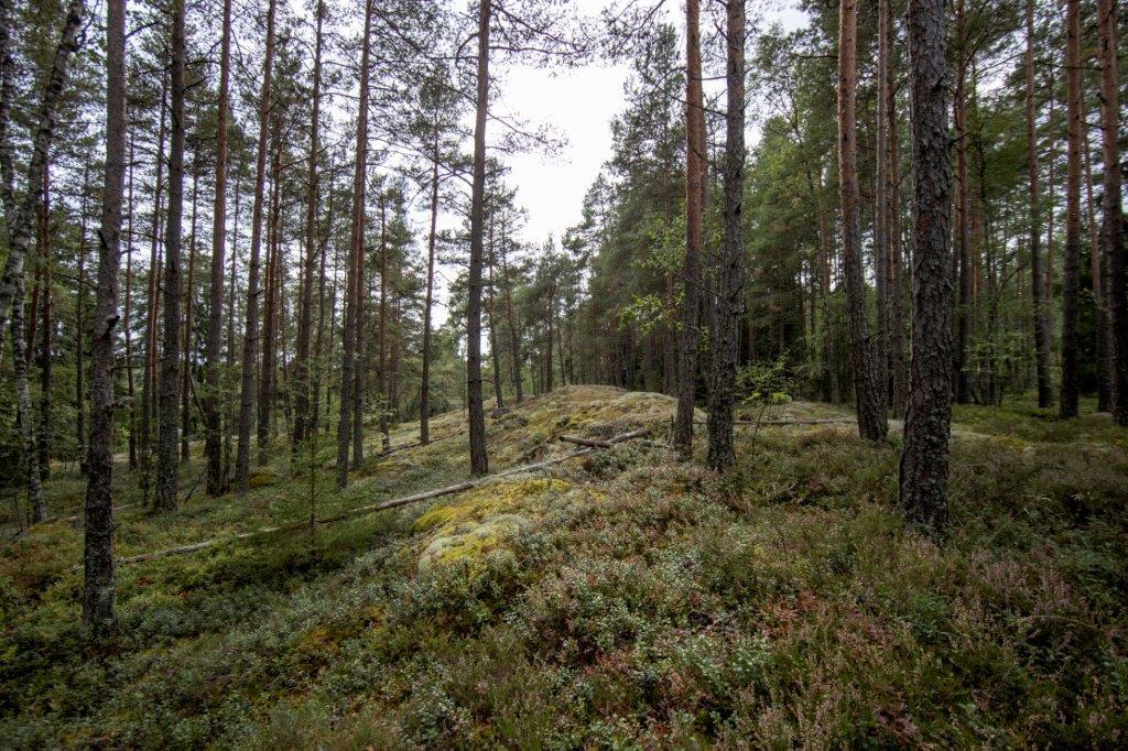 Kumpuilevan kallioinen mäntymetsä.