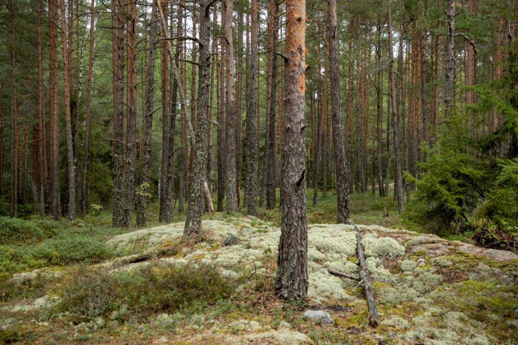 Kumpuileva mäntymetsän maasto.