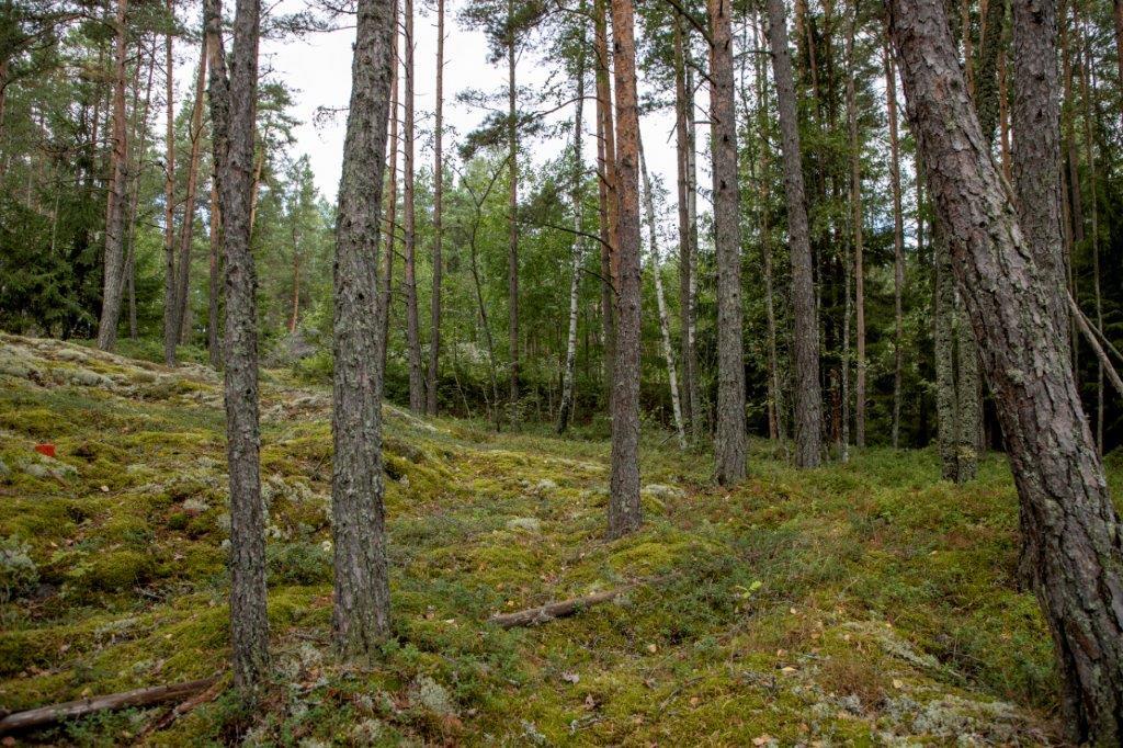 Kumpuilevan kallioinen mäntymetsä.