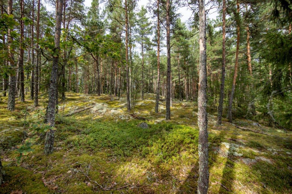 Kumpuileva mäntymetsän maasto.