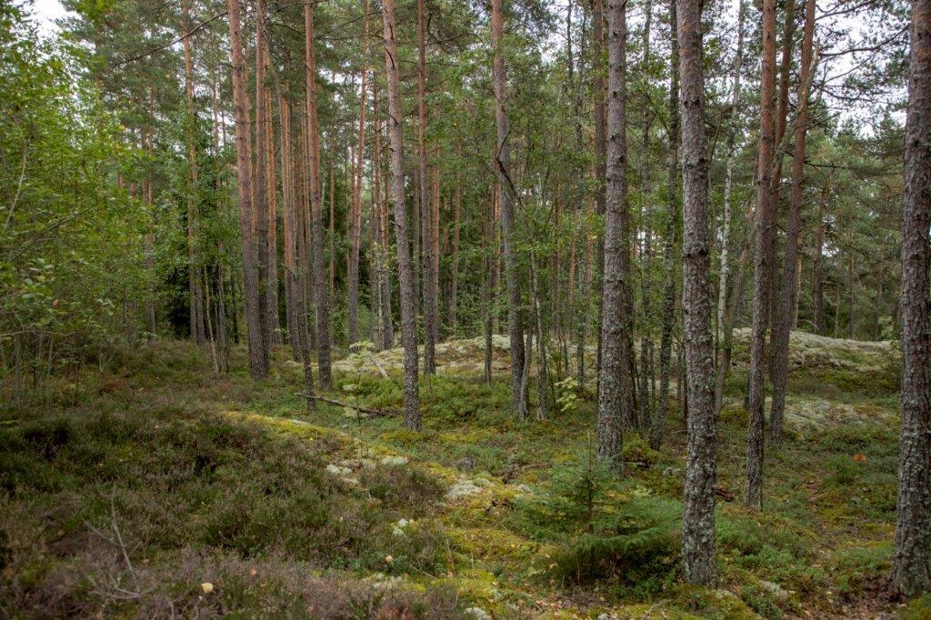 Kumpuileva mäntymetsän maasto.