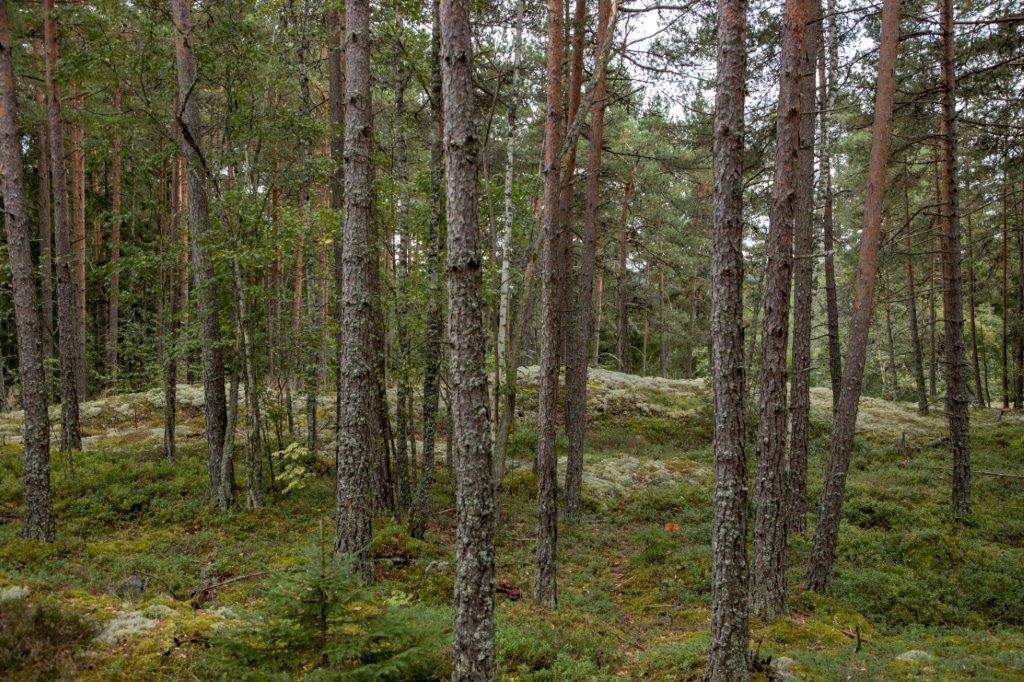 Kumpuilevan kallioinen mäntymetsä.