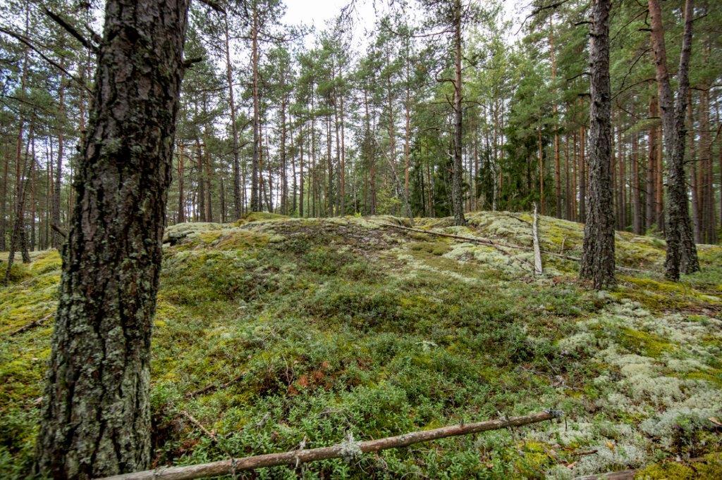 Kumpuilevan kallioinen mäntymetsä.