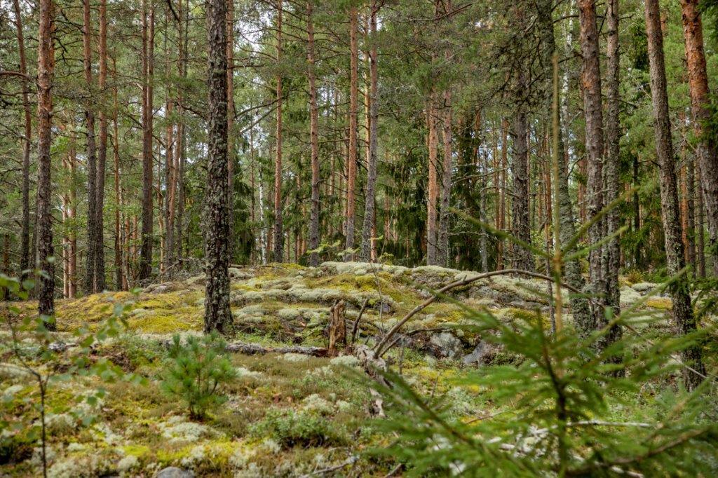 Kumpuileva mäntymetsän maasto.