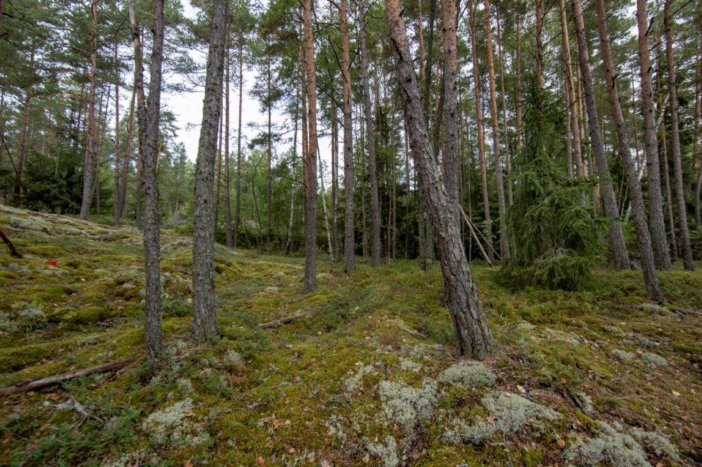 Kumpuilevan kallioinen mäntymetsä.