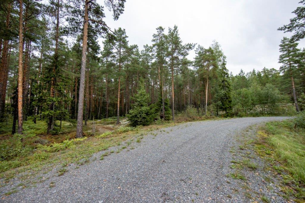 Soratien laidasta alkaa kumpuilevan kallioinen mäntymetsä.