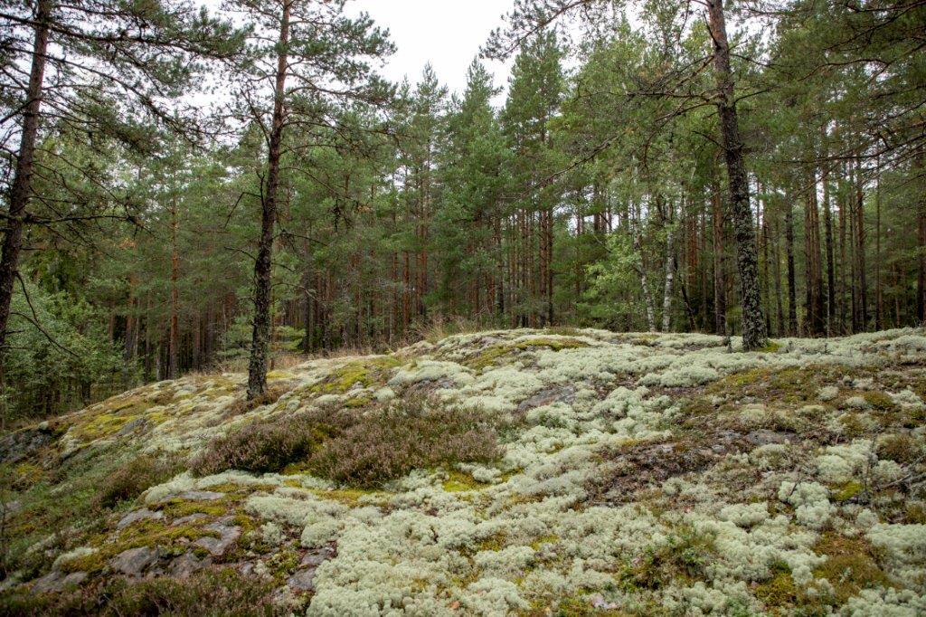 Kumpuileva mäntymetsän maasto.