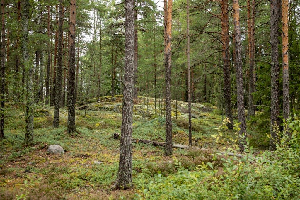 Kumpuileva mäntymetsän maasto.