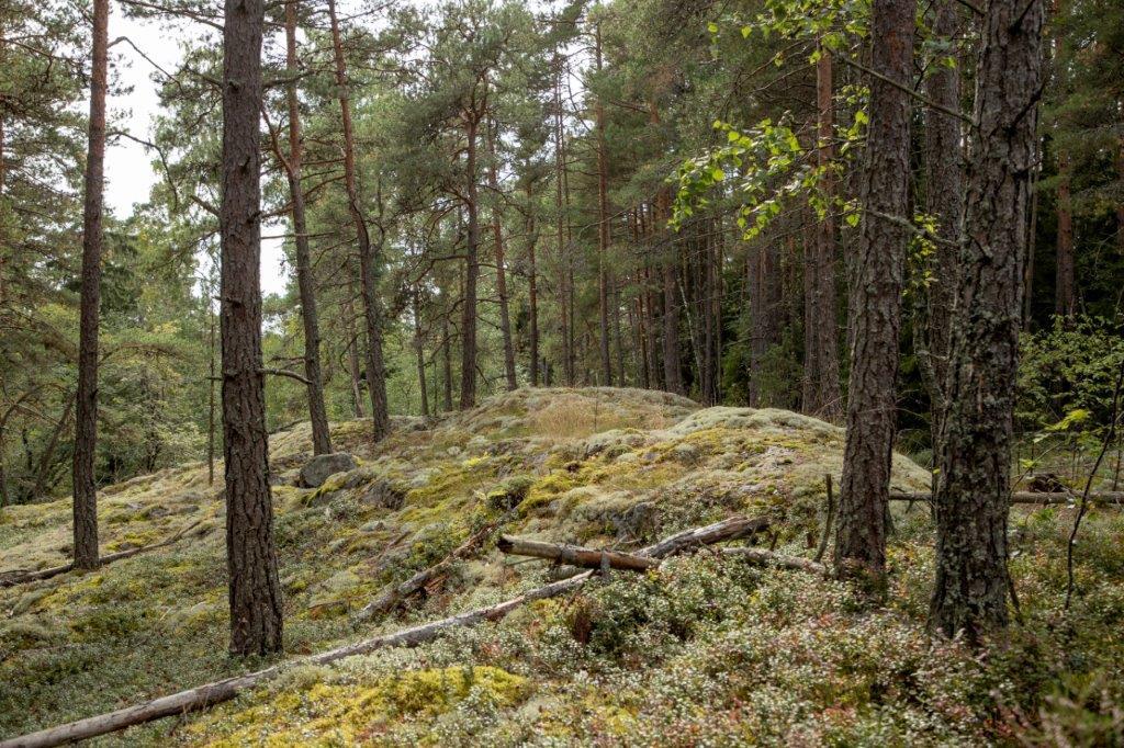 Kumpuilevan kallioinen mäntymetsä.