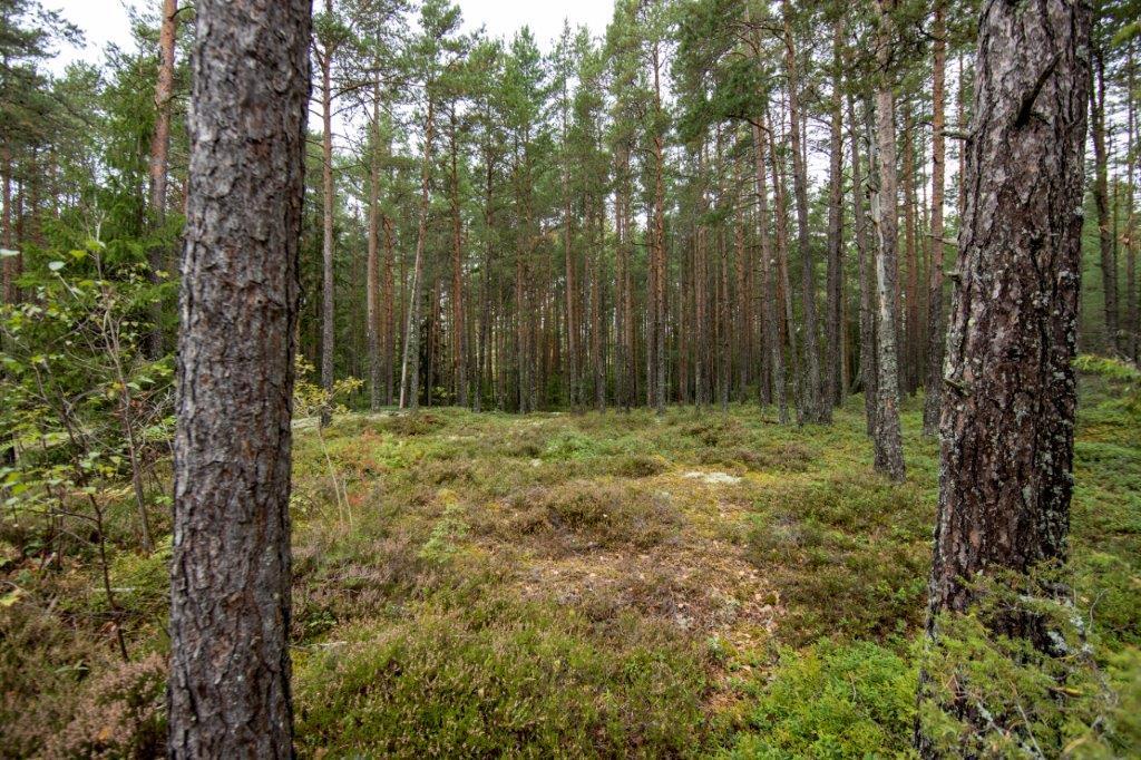 Kumpuileva mäntymetsän maasto.